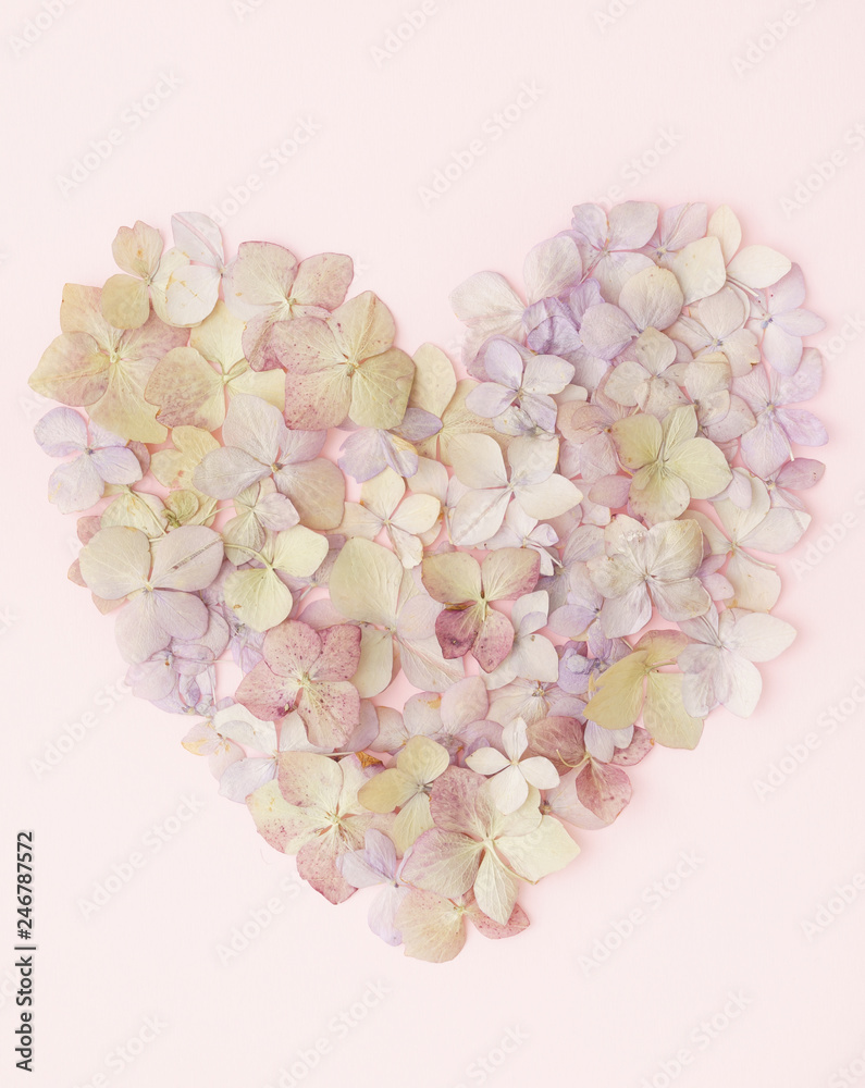 Obraz premium Flowers of a hydrangea in the form of a heart on the pink background