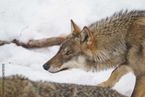 parco nazionale d abruzzo 2018