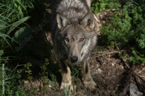 parco nazionale d abruzzo 2018