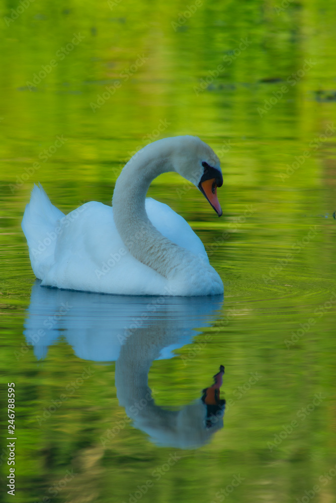 höckerschwan höckerschwan