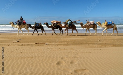 A loaded camel caravan walking along the Atlantic coast near Essaouira  Morocco towards the Sahara desert in the south with a camel driver in front 