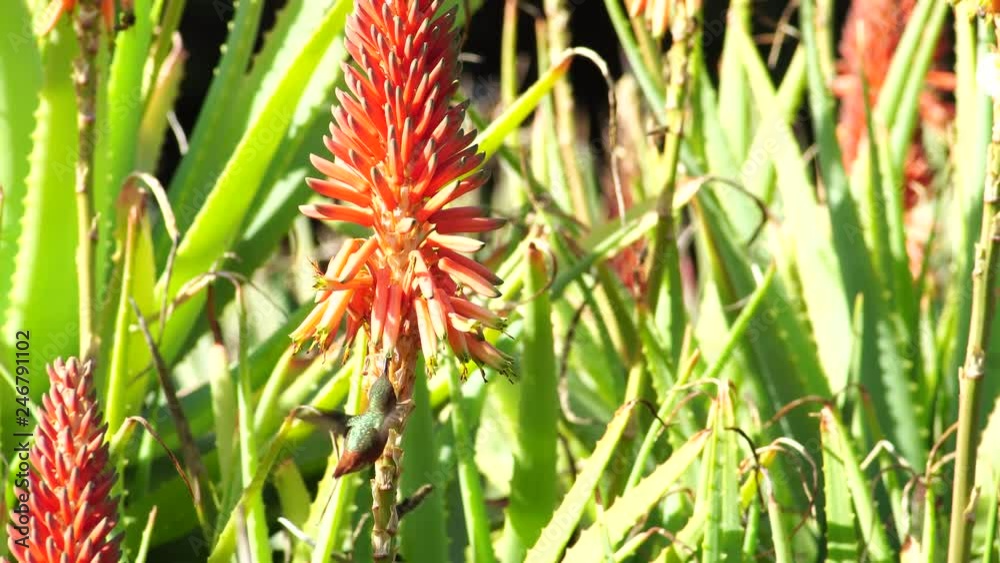 Hummingbird and beautiful red Aloe arborescens Hummingbird and beautiful red Aloe arborescens