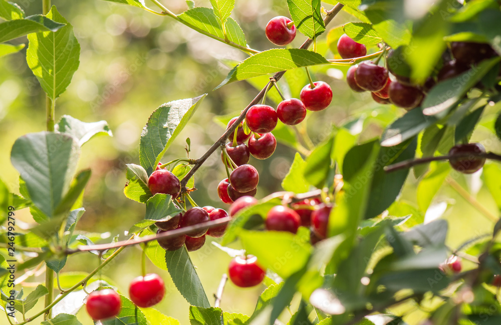 Cherries on a branch