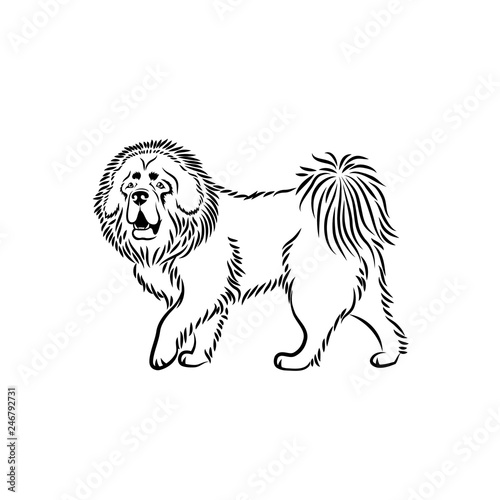 Tibetan Mastiff dog 
