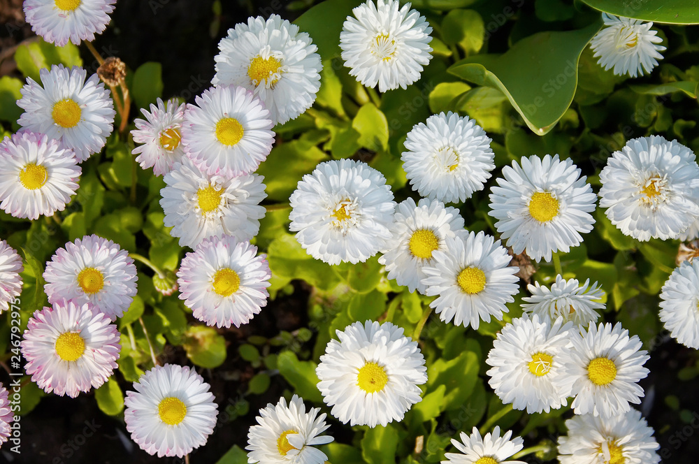 flower - wild chamomile flower - wild chamomile