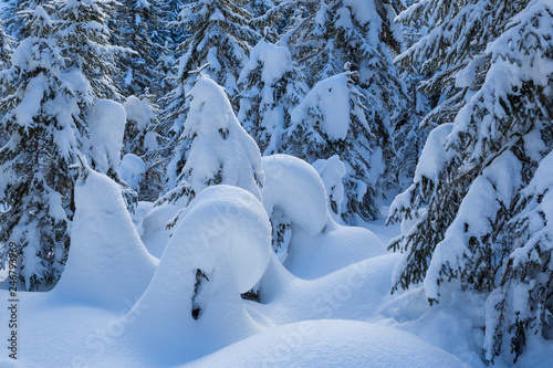 natural conifers covered by snow in winter landscape © Pascal Halder