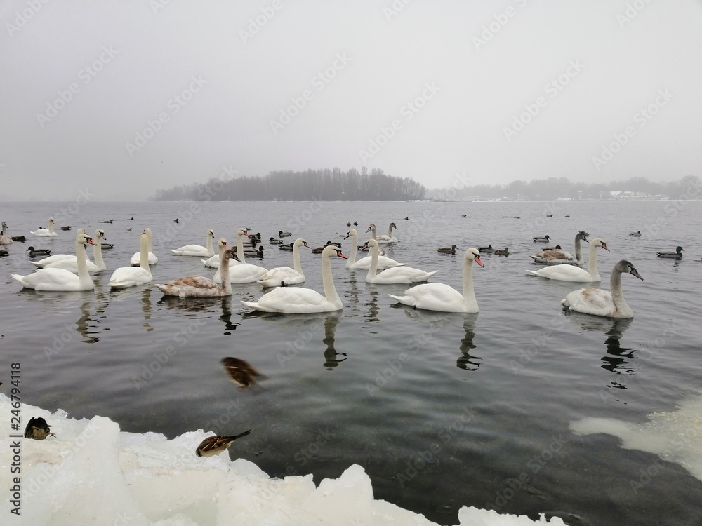 swans on the river Dnieper