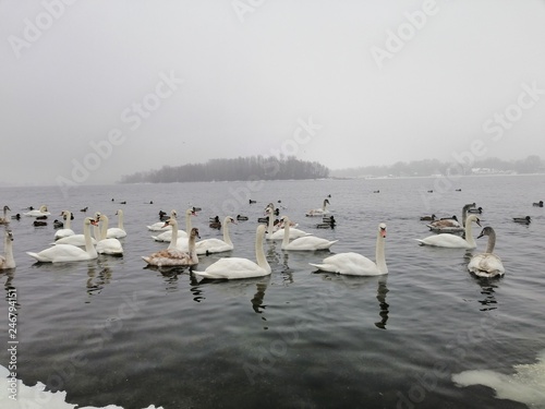 swans on the river Dnieper