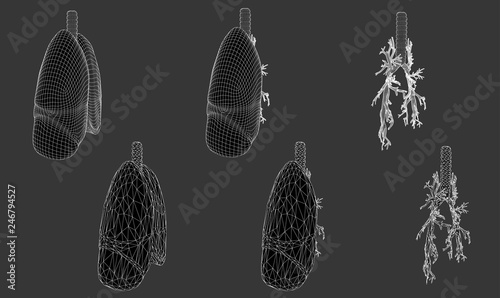 Vector set 3D lungs and bronchus. Isolated on white background. Element for medical design.