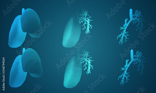 Vector set 3D lungs and bronchus. on color background. Element for medical design.