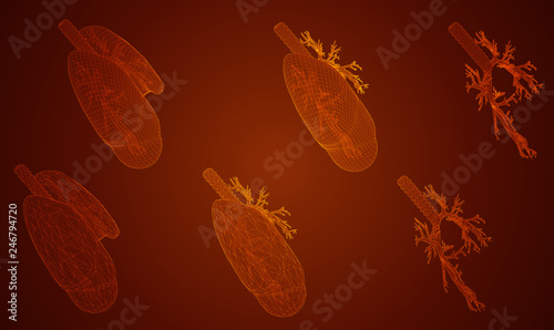 vector set. lungs and bronchi. 3d elements for design
