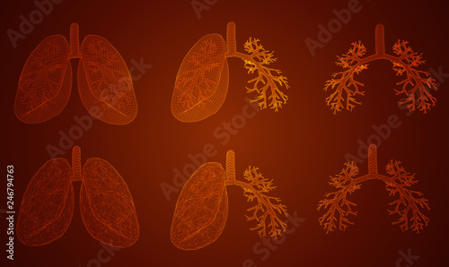 vector set. lungs and bronchi. 3d elements for design