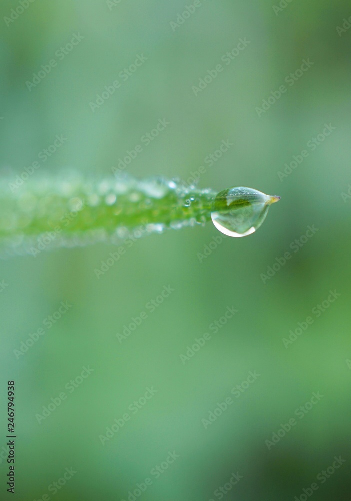 drops on the green grass drops on the green grass
