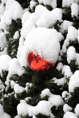 Tree branches covered with lot of snow on frosty winter day. Decorating red Christmas bowls covered with snow © bibiphoto