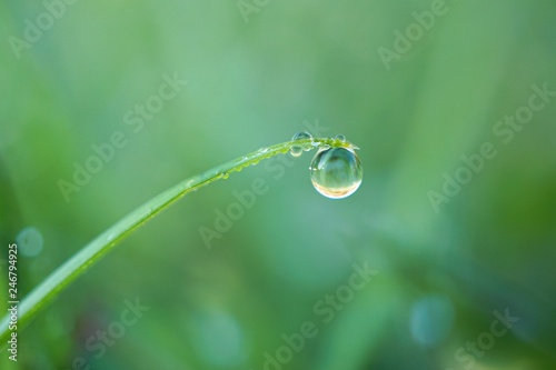 drops on the green grass