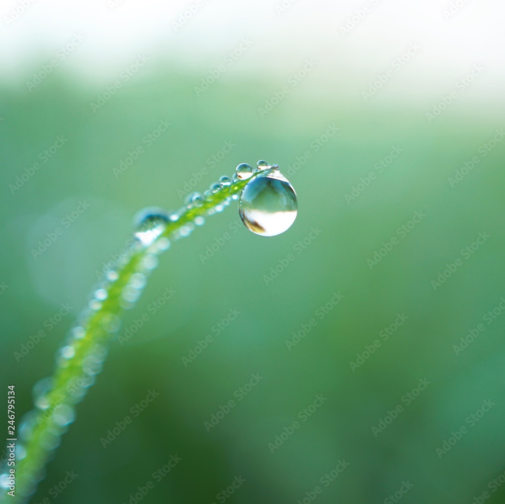 drops on the green grass drops on the green grass