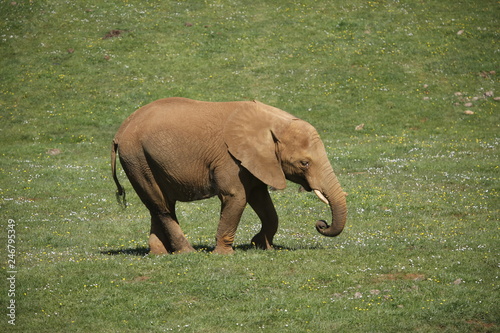 Elefante