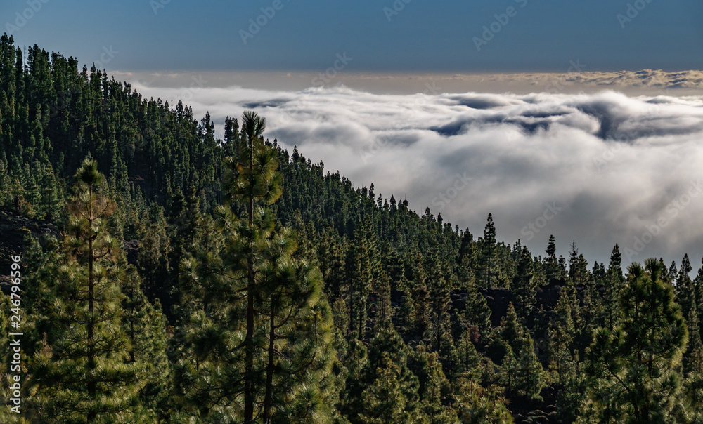Pine tree forest over the ocean of clouds