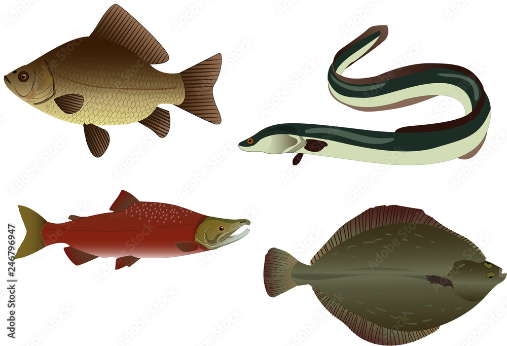 realistic vector fish. River and sea fish realistic vector fish. River and sea fish