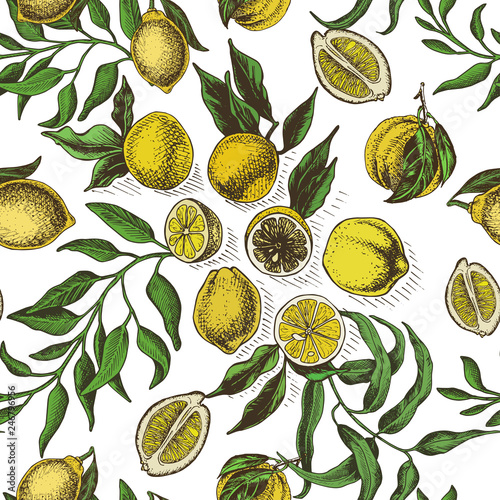 Vector sketch background fruit. Citrus - bergamot, lemon, orange, lime, tangerine, tangelo, grapefruit.