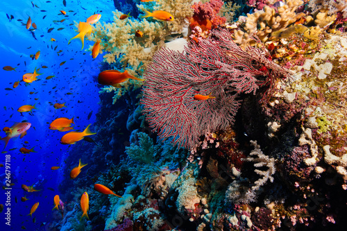 Coral reef at the Red Sea  Egypt