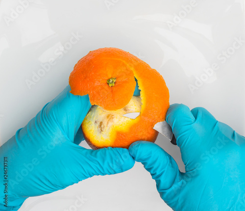 Behandelte Orange wird mit Schutzhandschuhen geschält - Treated orange is peeled with protective gloves photo
