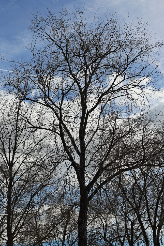 Trees with branches without leaves and blue sky Trees with branches without leaves and blue sky