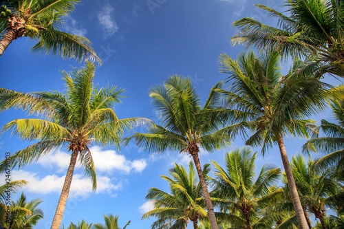 Palm Tree on the ocean against the sky