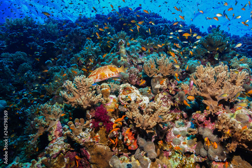 Fototapeta Naklejka Na Ścianę i Meble -  Coral reef at the Red Sea, Egypt