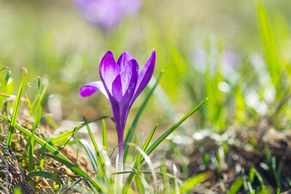 Purple lonely crocus in the sunlight Purple lonely crocus in the sunlight