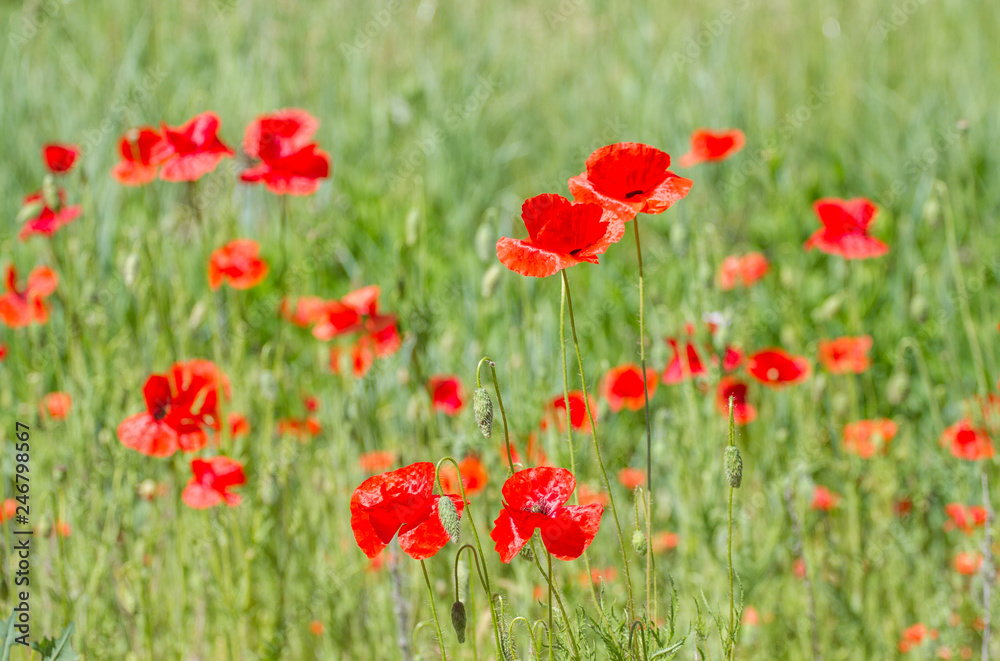 Flowers of beautiful red poppies