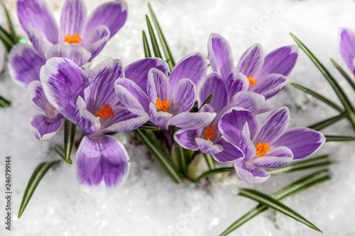 purple flowers snowdrops in the snow,  crocus flowers in the snow thaw
