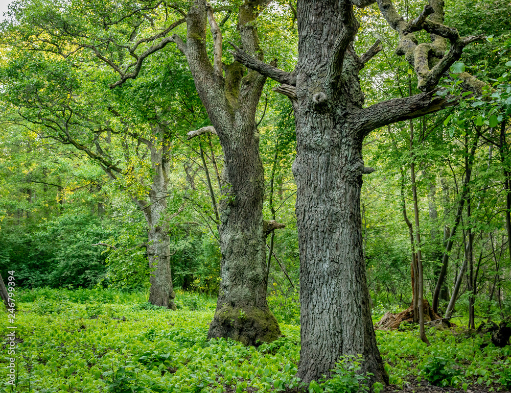 three trees in a row in a forest three trees in a row in a forest