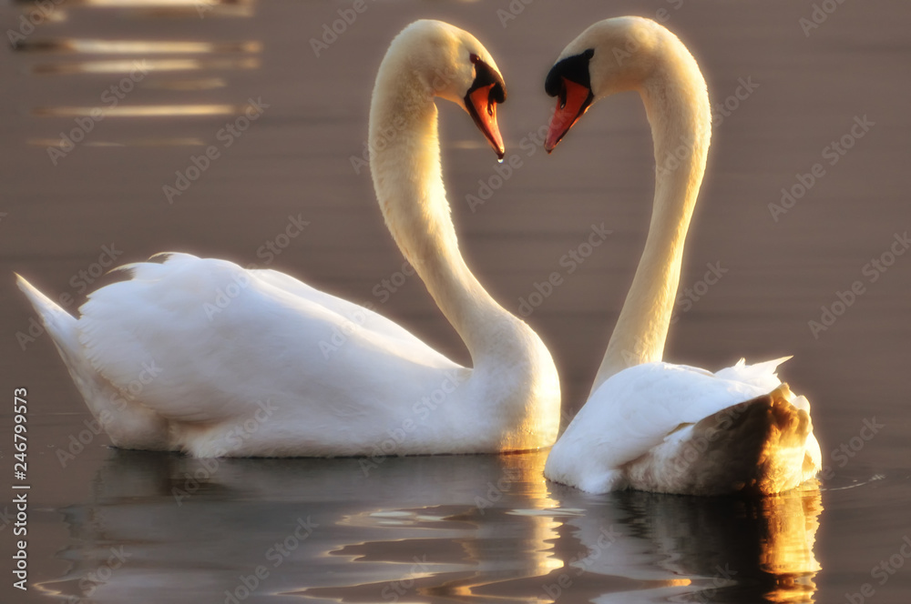 Obraz premium Two Swans Making a Heart.