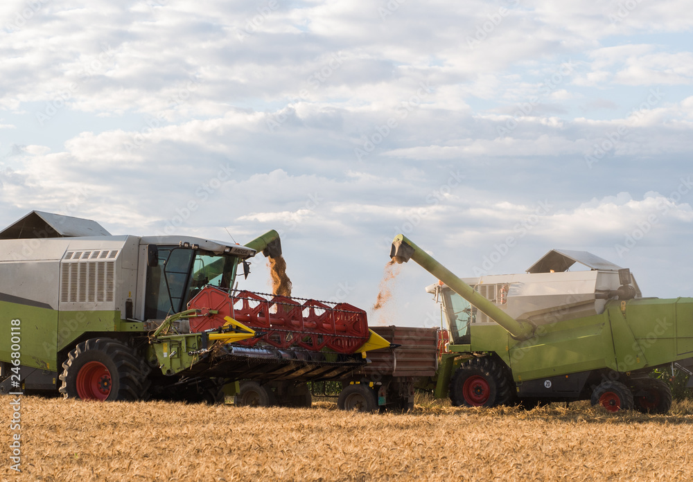 Fototapeta premium Pouring wheat grain into tractor trailer after harvest