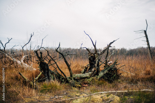 Kieshofer Moor bei Greifswald photo