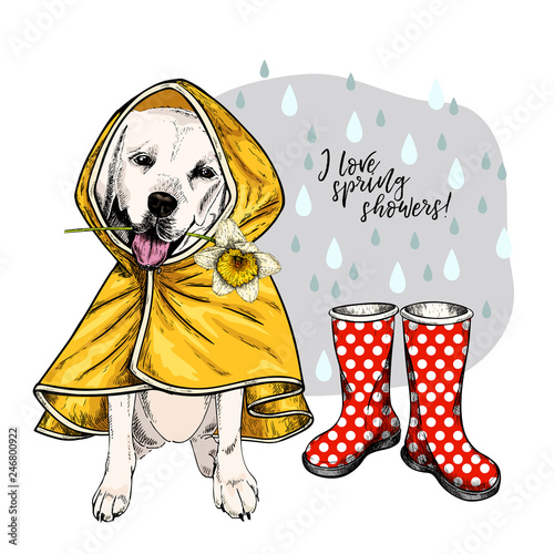 Hand drawn labrador retriever with yellow raincoat and gumboots. Vector spring greeting card. Cute colorful dog with daffodil flower. I love spring rain. Pet portrait. Poster, banner, flyer design.