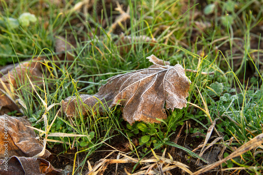 Fallen dry frozen leaf in the green grass. Beautiful natural background.
