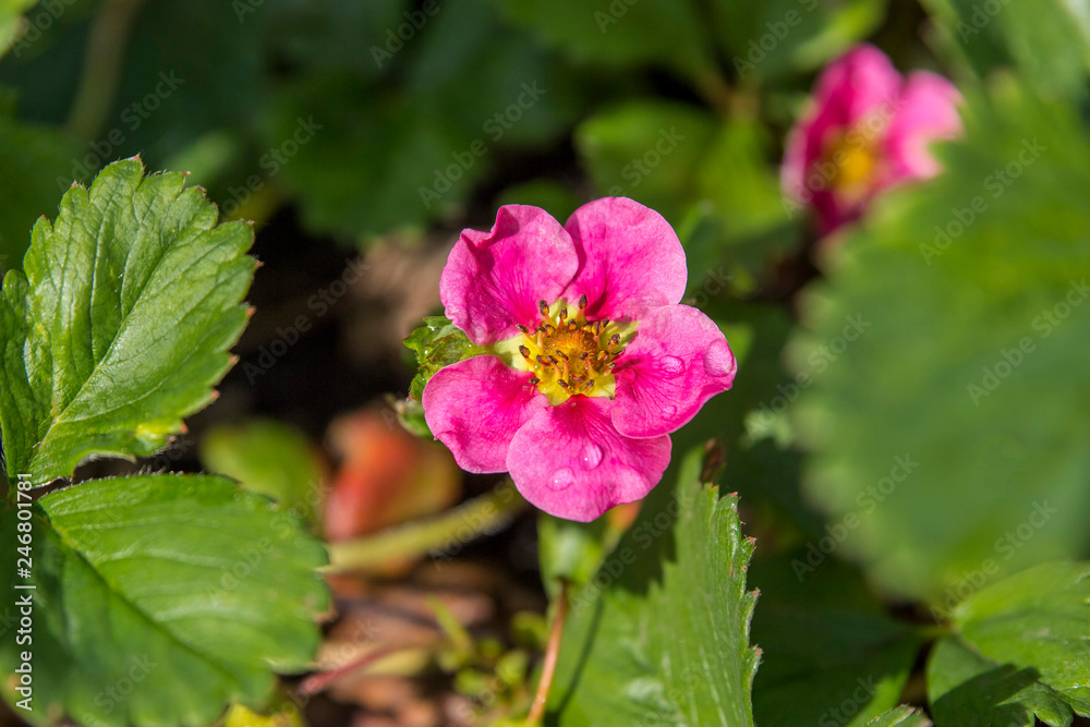 blooming strawberry bush in a garden single purple flower blooming strawberry bush in a garden single purple flower