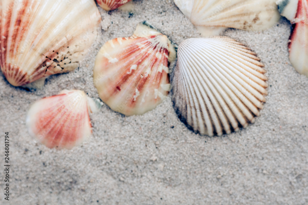 Seashells on the sand, summer beach background, travel concept . Seashells on the sand, summer beach background, travel concept .