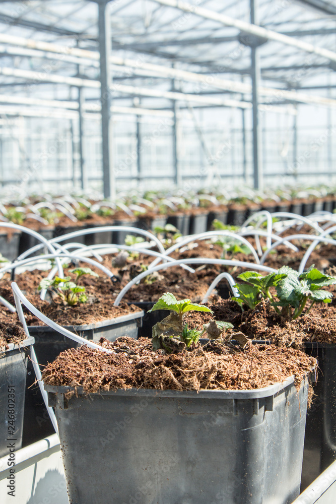 Little plants growing strawberry Little plants growing strawberry
