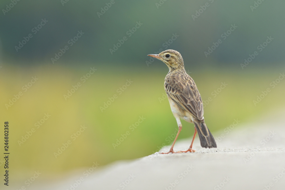 Fototapeta premium Standing Bird