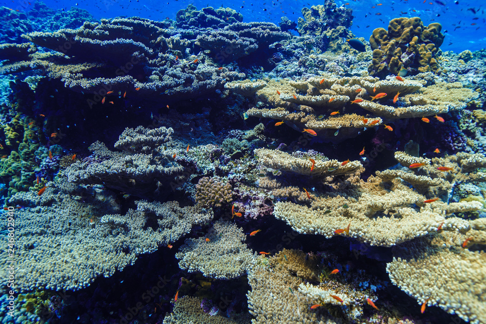 Naklejka premium Coral Reef at the Red Sea, Egypt