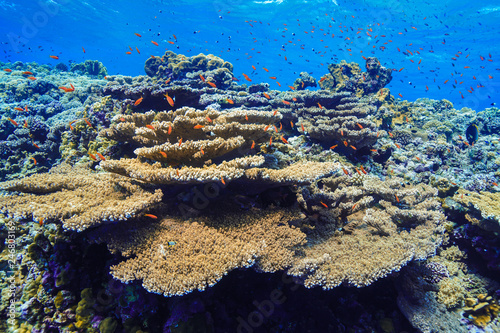 Fototapeta Naklejka Na Ścianę i Meble -  Coral Reef at the Red Sea, Egypt