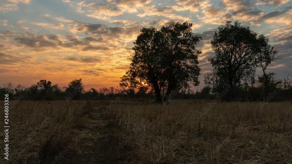 Rice fields in the dry season at sunrise. 4K Time-lapse Rice fields in the dry season at sunrise. 4K Time-lapse