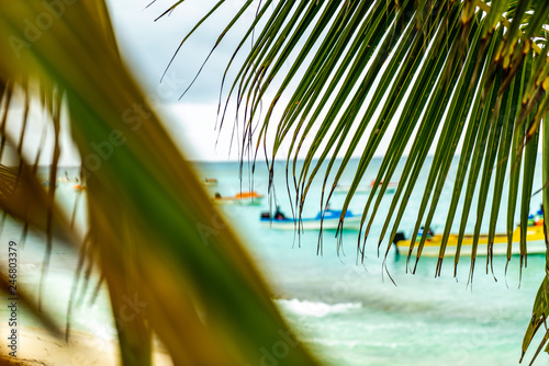 palm tree on the beach with boats in the background