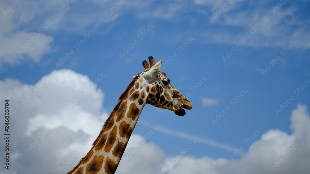 Naklejka premium Giraffe Head 