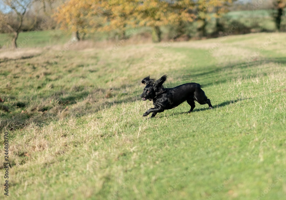 running cocker spaniel running cocker spaniel