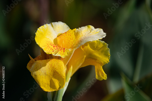 Close-up on canna lily flower on blurred background.