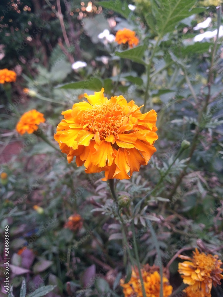 Flower wonderful and beautiful